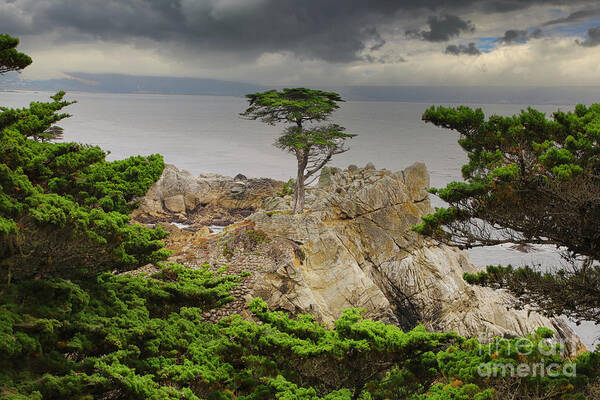 Monterey Art Print featuring the photograph Lone Cypress Monterey California by Chuck Kuhn