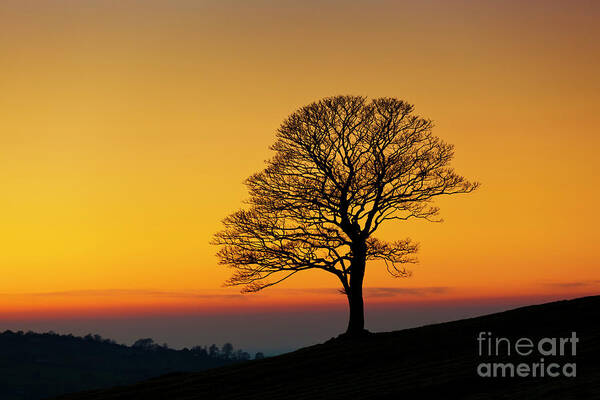 One Art Print featuring the photograph Lone winter tree at Sunset by Neale And Judith Clark