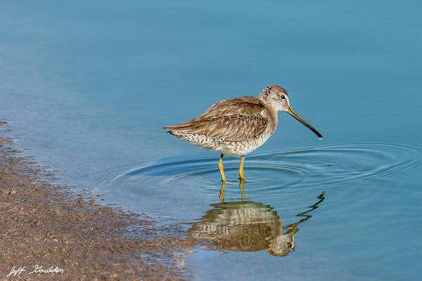 Animal Art Print featuring the photograph Long-Billed Dowitcher Probing in the Mud by Jeff Goulden