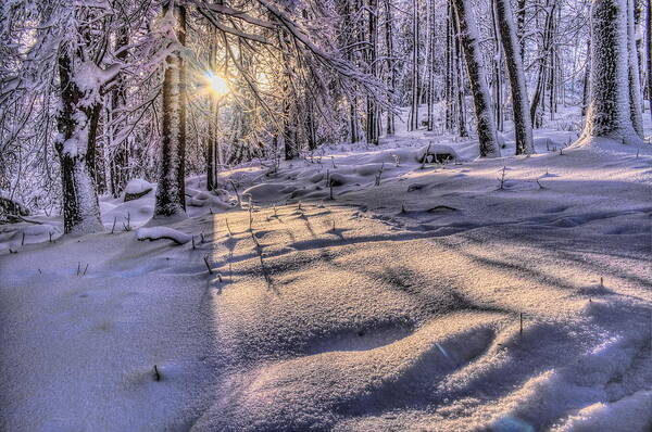 Winter Art Print featuring the photograph Long Shadows In The Snow by Dale Kauzlaric