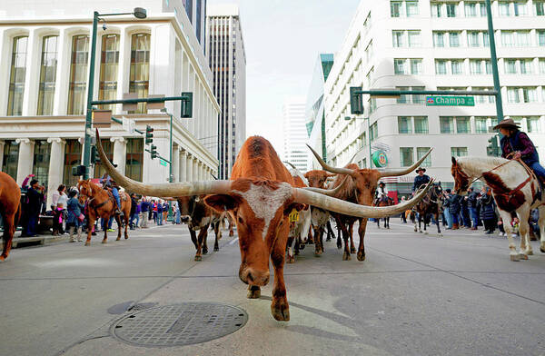 Human Interest Art Print featuring the photograph Longhorn Steer in downtown Denver by Rick Wilking