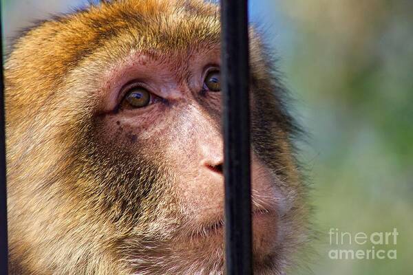 Monkey Art Print featuring the photograph Longing by Yvonne M Smith