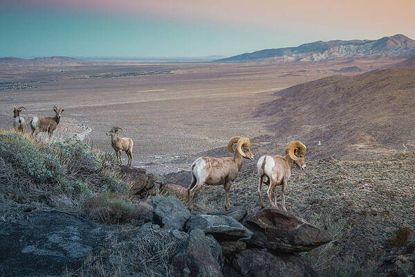 Ram Art Print featuring the photograph Outlook by Ryan Weddle