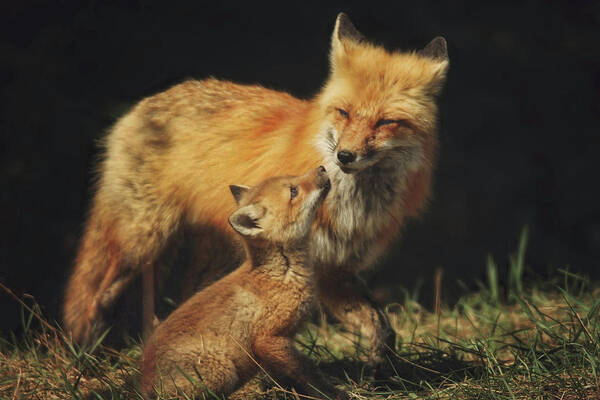 Red Fox Art Print featuring the photograph Looking up to Mommy by Carrie Ann Grippo-Pike