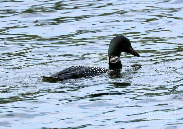 Common Loon Art Print featuring the photograph Loon Locked on Dinner by Sandra Huston