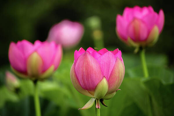 Kenilworth Gardens Art Print featuring the photograph Lotus and friends by Robert Miller