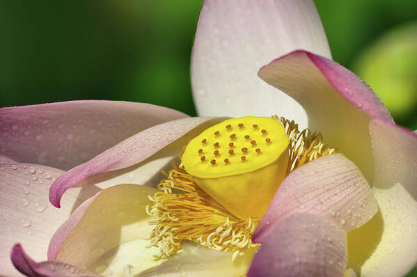 Lotus Art Print featuring the photograph Lotus flower 1 by Buddy Scott