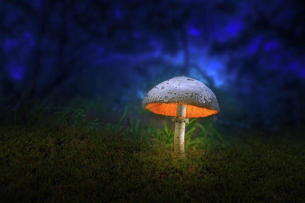 Mushroom Art Print featuring the photograph Luminescent Mushroom by Mark Andrew Thomas