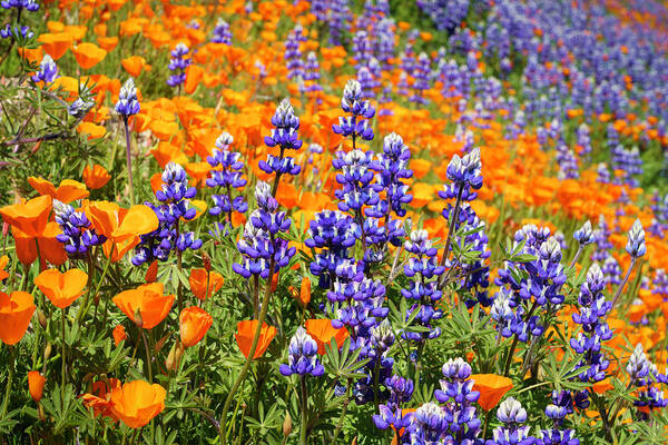 Wildflowers Art Print featuring the photograph Lupine and California Poppies Wildflowers 15 by Lindsay Thomson