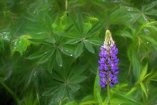 Lupine Art Print featuring the photograph Lupine Spire Woven in Purple and Pink by Wayne King