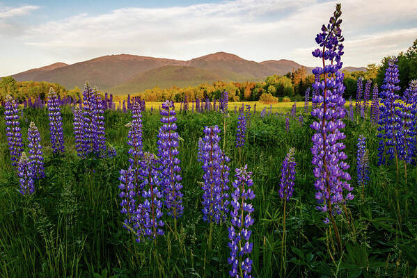 Lupine Art Print featuring the photograph Lupines of the White Mountains in New Hampshire I by William Dickman