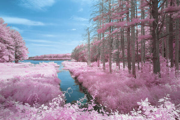 Lynde Brook Reservoir Leicester Ma Mass Massachusetts New England Water Channel Stream Ir Infrared Trees Woods Forest Outside Outdoors Nature 590nm Cottoncandy Cotton Candy Art Print featuring the photograph Lynde Brook Reservoir 2 by Brian Hale