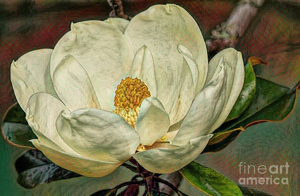Magnolia Art Print featuring the photograph Magnolia Beauty by Deborah Benoit
