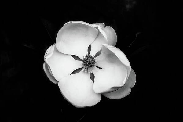 Magnolia Art Print featuring the photograph Magnolia Blossom 1 by Connie Carr