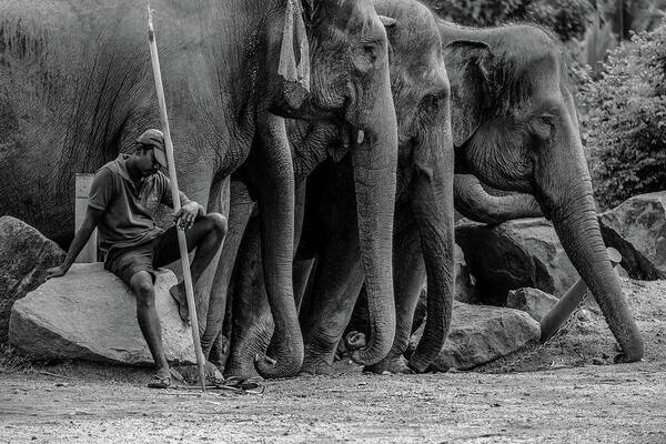 Elephant Art Print featuring the photograph Mahout and the Elephants by Arj Munoz