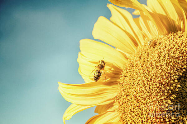 Bee Art Print featuring the photograph Making The Most of It by Janie Johnson