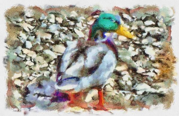 Mallard Art Print featuring the mixed media Male Mallard Duck by Christopher Reed