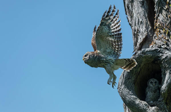 Magic Feathers Art Print featuring the photograph Mama barred Owl getting ready to hunt by Puttaswamy Ravishankar