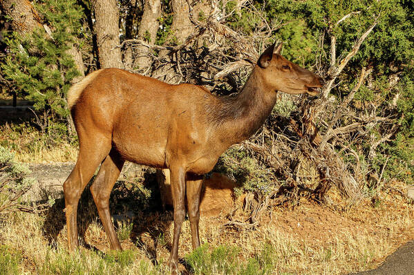 2020 Art Print featuring the photograph Mama Elk calling to Calf by Dawn Richards