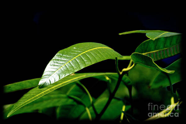 2118f Art Print featuring the photograph Mango Leaf Perfection by Al Bourassa