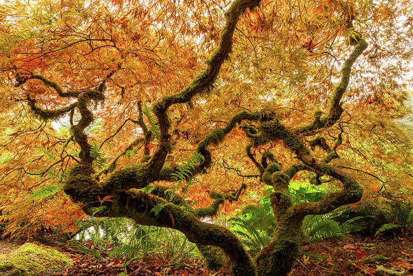 Outdoor; Fall; Colors; Maple Tree; Garden; City Garden; Kubota Garden; Seattle Art Print featuring the digital art A Japanese Maple at Seattle Kubota Garden by Michael Lee
