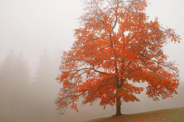 Portland Oregon Art Print featuring the photograph Maple in the Mist by Don Schwartz
