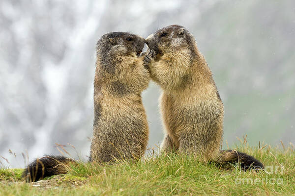 70032360 Art Print featuring the photograph Marmots Nose to Nose by Willi Rolfes