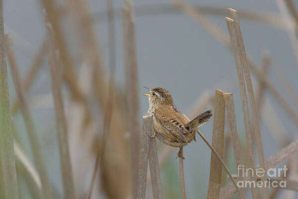 Cattail Art Print featuring the photograph Marsh Wren Singing in the Reeds by Nancy Gleason