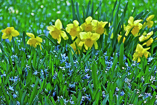Spring Flowers Art Print featuring the photograph May Day 19 by Janis Senungetuk