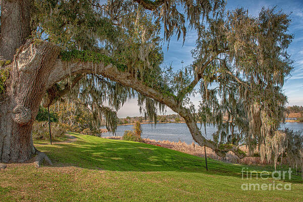 Live Oak Tree Art Print featuring the photograph Middleton Oak Stretching to the Ashley River by Dale Powell