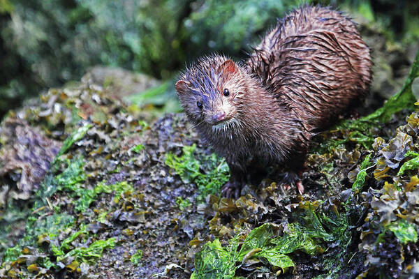 Mink Art Print featuring the photograph Mink Closeup by Peggy Collins