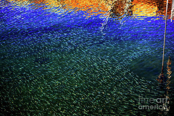 Minnows Art Print featuring the photograph Minnows in Color by Dianne Morgado