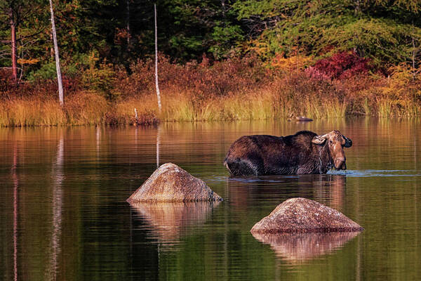 #baxter#state#park#maine#kathadin#mountains#lakes#foliage#autumn Art Print featuring the photograph Miss Moose by Darylann Leonard Photography