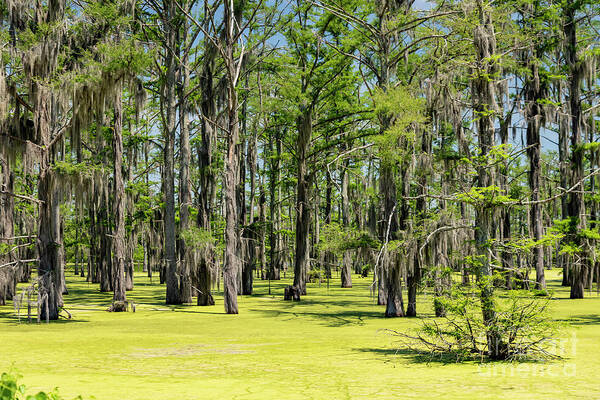 Wetland Art Print featuring the photograph Mississippi Swamp by Jim West