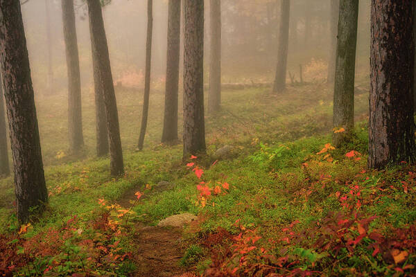 New Hampshire Art Print featuring the photograph Mist In The Glade. by Jeff Sinon
