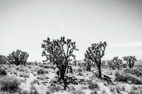 Joshua Trees Art Print featuring the photograph Mojave National Preserve by Margaret Pitcher