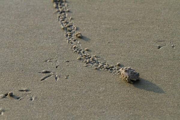 Beach Art Print featuring the photograph Mole Crab on the Move by Liza Eckardt