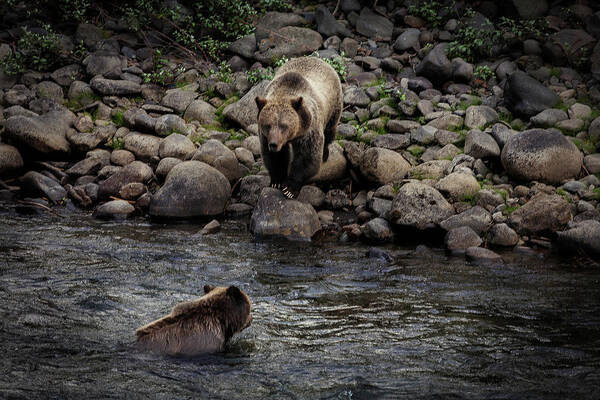Grizzly Art Print featuring the photograph Moma Bear Scolding Baby Bear by Craig J Satterlee