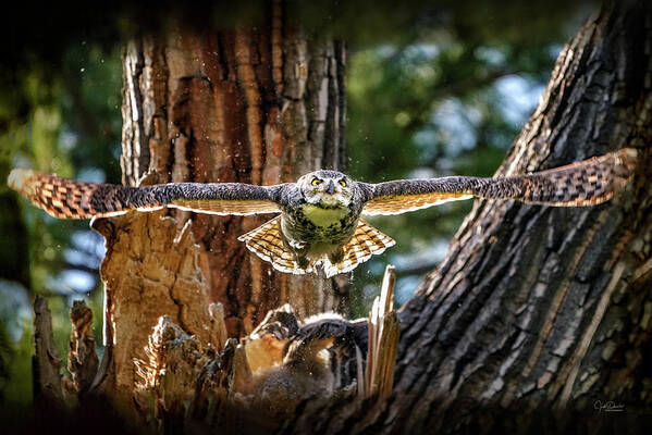 Great Horned Owls Art Print featuring the photograph Momma Great Horned Owl Blasting out of the Nest by Judi Dressler