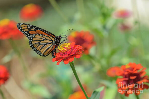 Monarch Butterfly Art Print featuring the photograph Monarch Butterfly and Red Zinnia by Tamara Becker