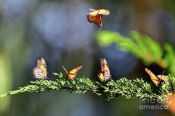 Monarch Art Print featuring the photograph Monarch Butterfly by Amazing Action Photo Video