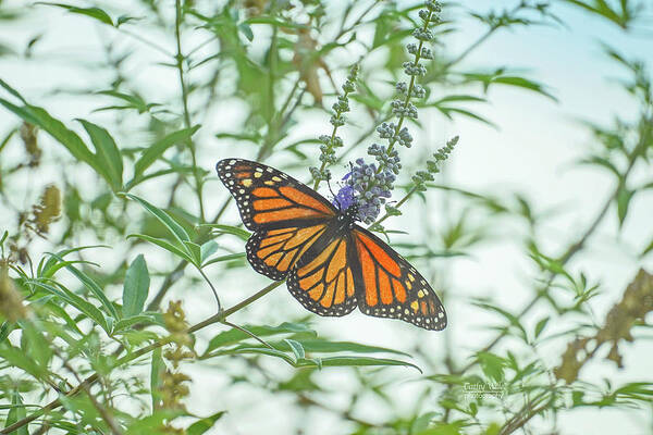 Monarch Butterfly Art Print featuring the photograph Monarch Butterfly by Cathy Valle