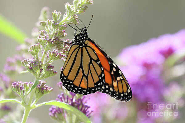 Monarch Art Print featuring the photograph Monarch Butterfly by Vivian Krug Cotton