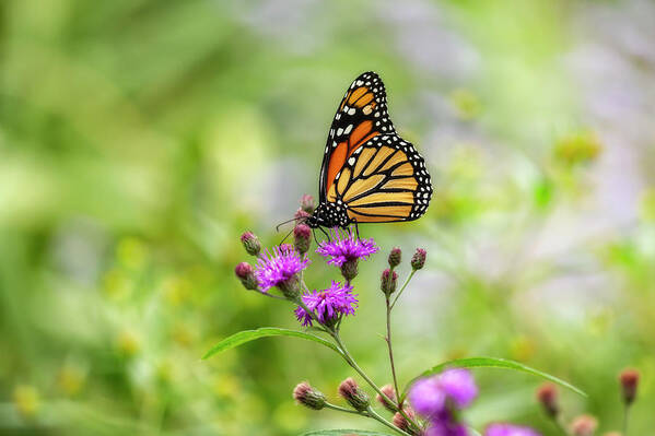 Bronx Botanical Gardens Art Print featuring the photograph Monarch in a Garden by Cate Franklyn