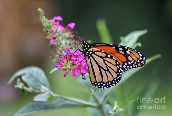 Monarch Art Print featuring the photograph Monarch on Magenta Butterfly Bush by Karen Adams