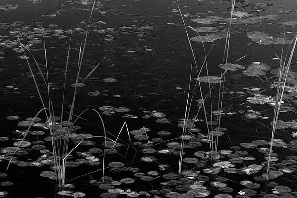 Natural Art Print featuring the photograph Monet's Modes B/W by Angelo Marcialis