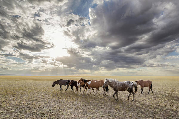 Mongolian Art Print featuring the photograph Mongolian Horses, Gobi, 2016 by Hitendra SINKAR