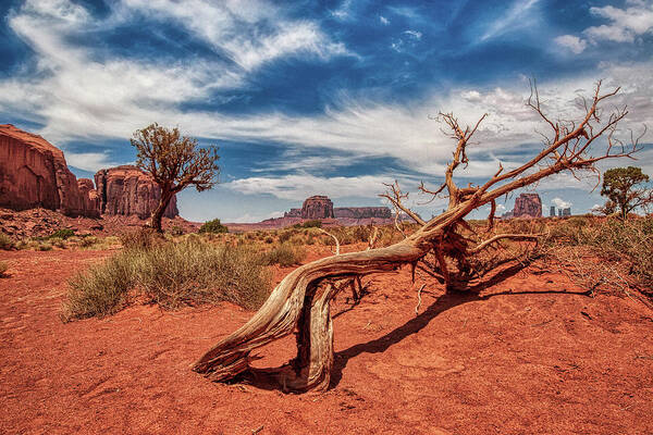Plant Art Print featuring the photograph Monument Valley 02 by Micah Offman