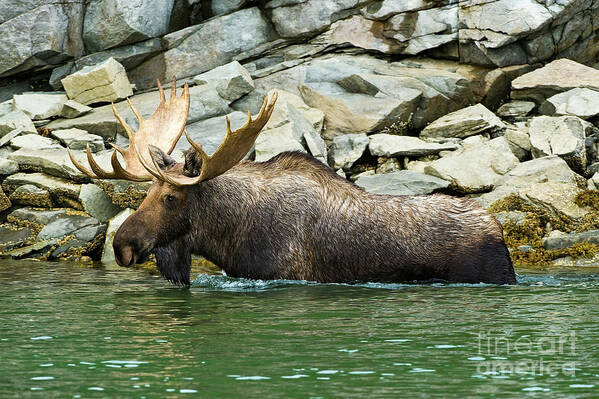 Alaska Art Print featuring the photograph Moose in Geographic Harbor MO9135 by Mark Graf