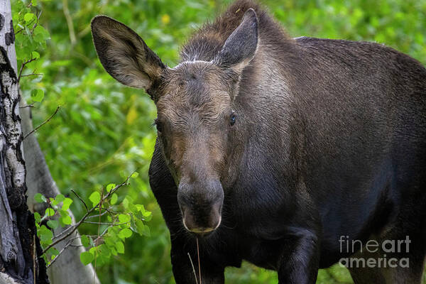 Moose Art Print featuring the photograph Moose Stare by Steven Krull